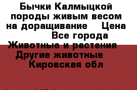 Бычки Калмыцкой породы живым весом на доращивание. › Цена ­ 135 - Все города Животные и растения » Другие животные   . Кировская обл.